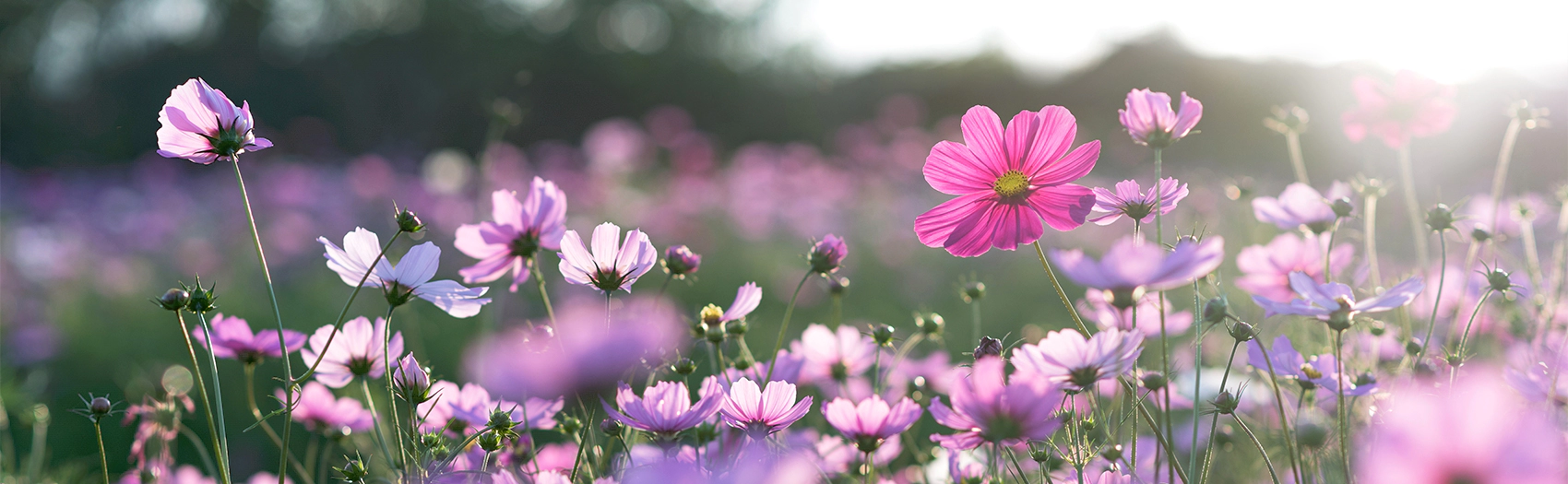 About christian counseling