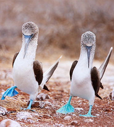  </p>
<p>Couples Therapy 